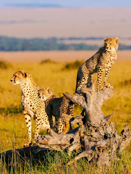 Viaje de 6 días a Masai Mara