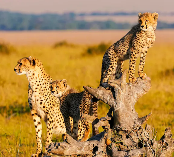 Mother cheetah with cubs on a log in Masai Mara, Kenya.