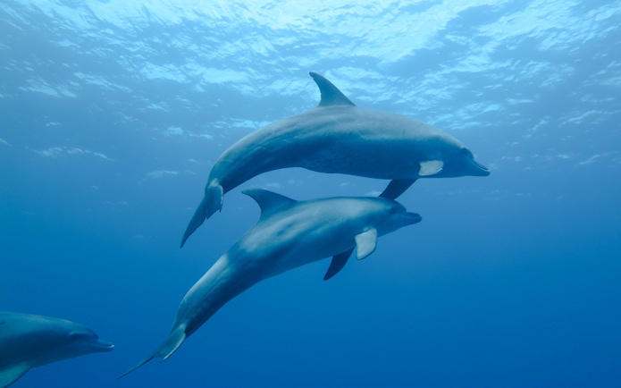 Dolphins swimming in the Red Sea at Dolphin House, Hurghada.