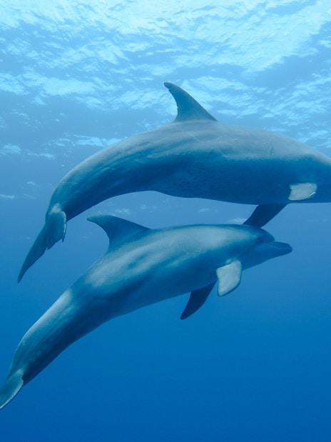 Dolphins swimming in the Red Sea at Dolphin House, Hurghada.