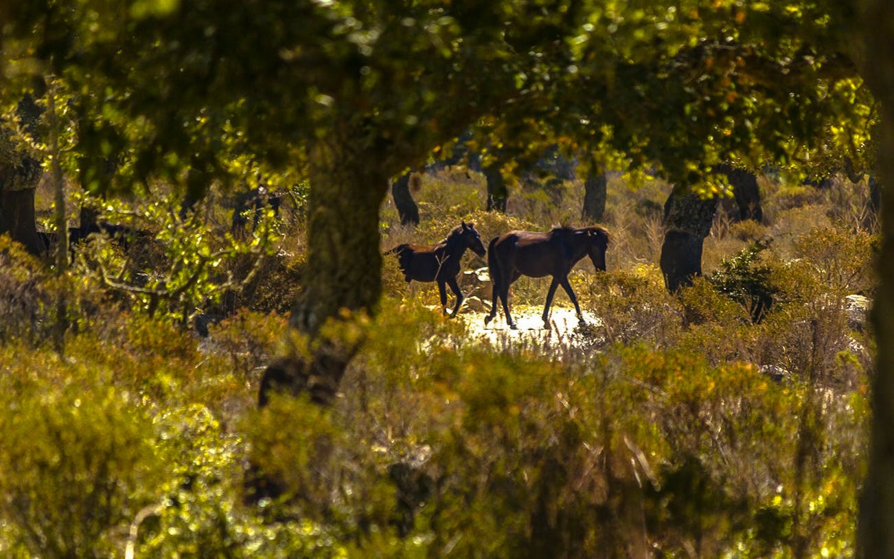 Wild horses roaming the Giara di Gesturi Plateau during a guided tour.