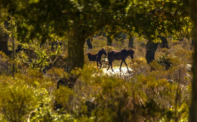 Wild horses roaming the Giara di Gesturi Plateau during a guided tour.