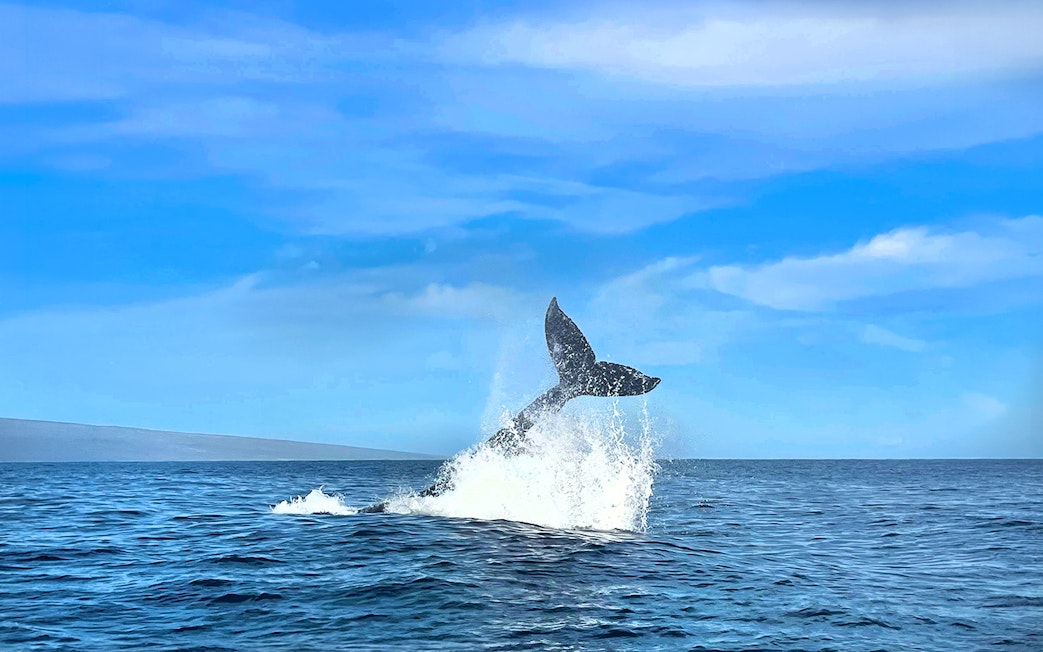 Whale tail breaching the ocean surface during a whale watching tour in Maui, Hawaii.