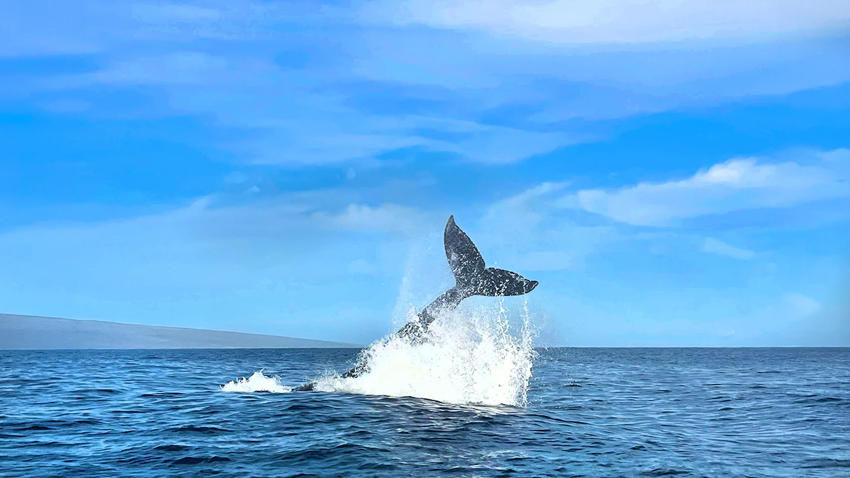 Whale tail breaching the ocean surface during a whale watching tour in Maui, Hawaii.
