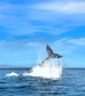 Crucero guiado para avistar ballenas