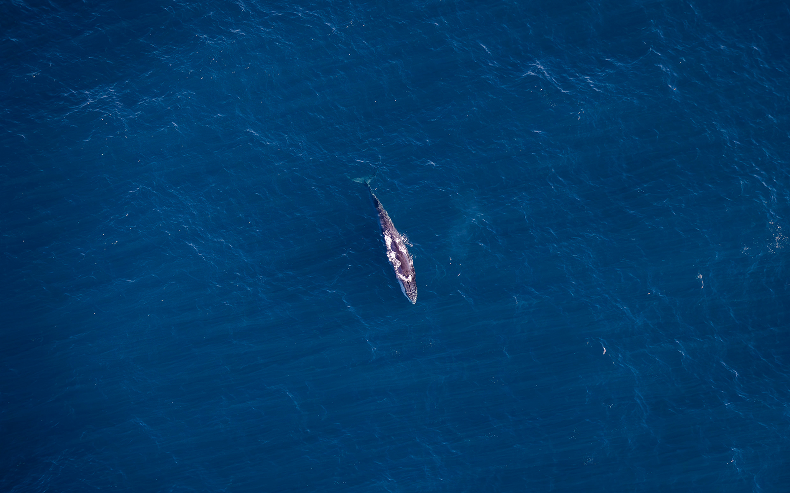 Aerial view of a whale swimming in the ocean during a whale watch flight.