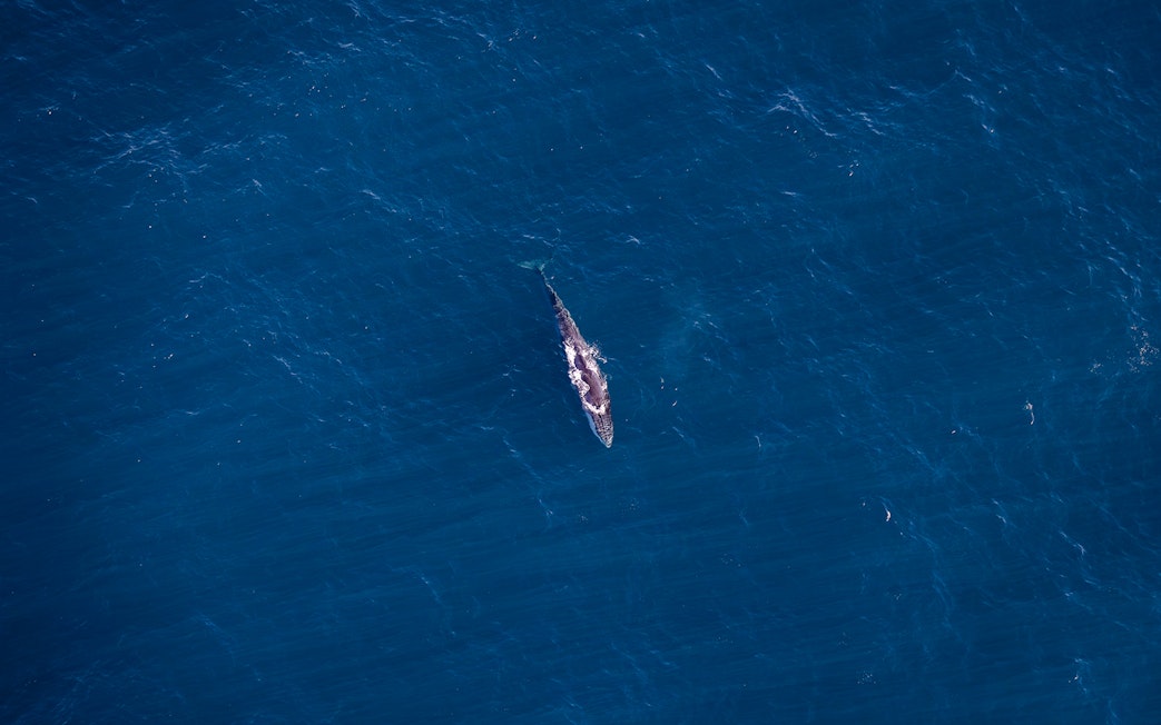 Aerial view of a whale swimming in the ocean during a whale watch flight.