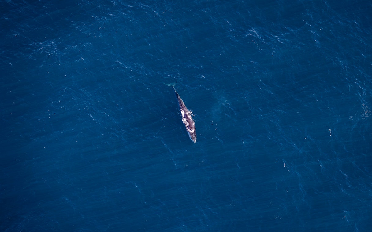 Aerial view of a whale swimming in the ocean during a whale watch flight.
