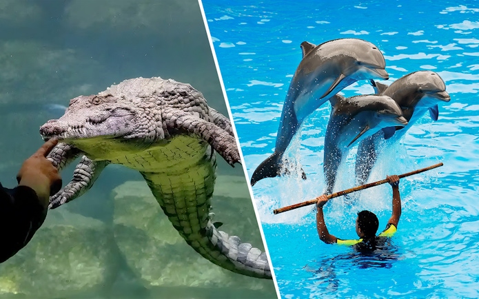 Crocodile encounter and dolphin show at an aquatic park.