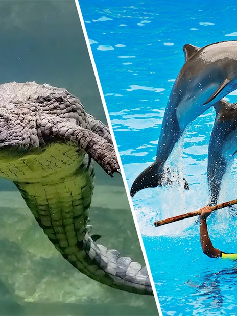 Crocodile encounter and dolphin show at an aquatic park.