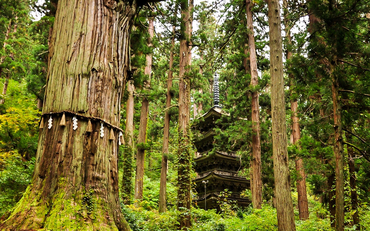 Pagoda surrounded by cedar trees in Nagano forest, Japan.