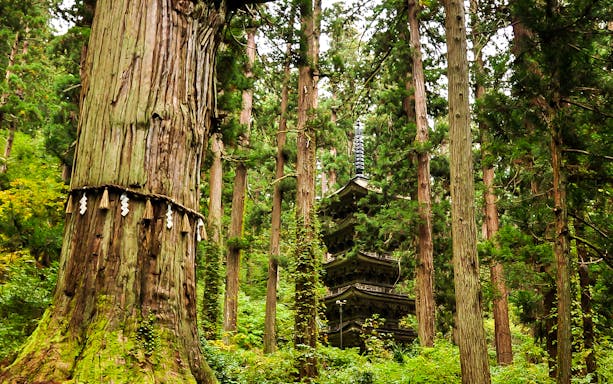 Pagoda surrounded by cedar trees in Nagano forest, Japan.