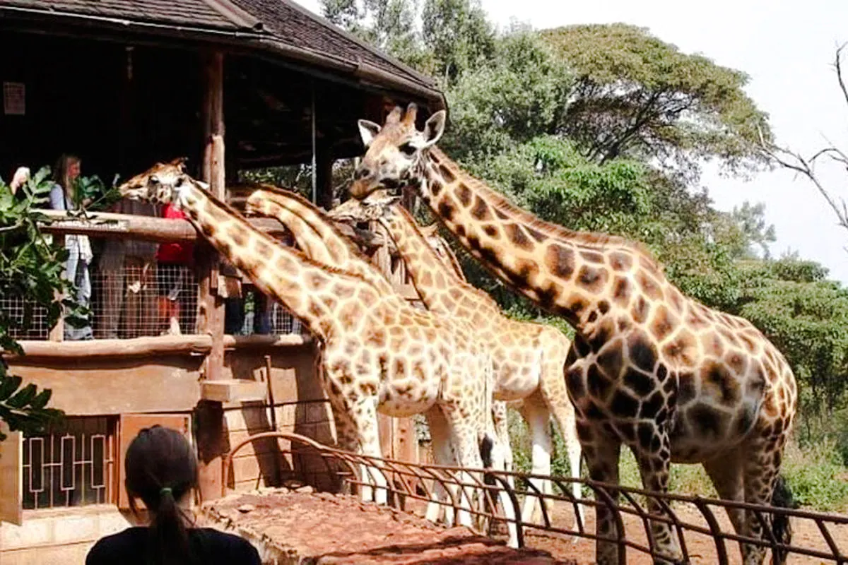 Giraffes being fed by visitors at the Giraffe Centre in Nairobi.