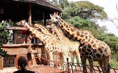 Giraffes being fed by visitors at the Giraffe Centre in Nairobi.