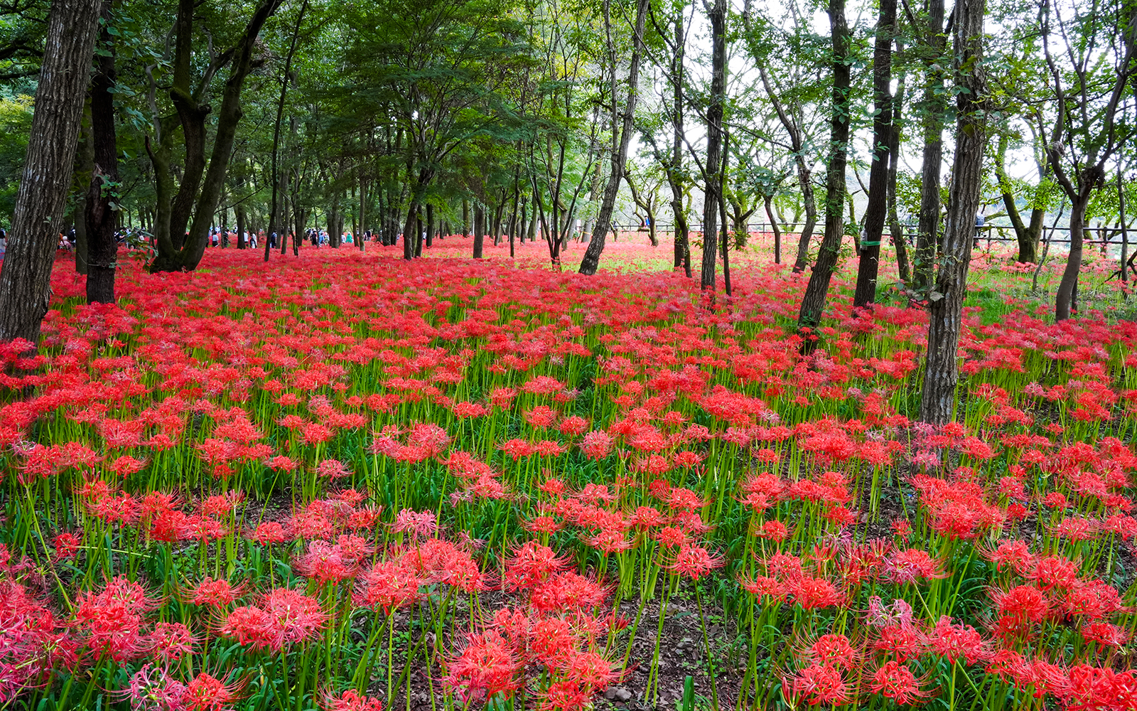 spider lilies at Kinchakuda