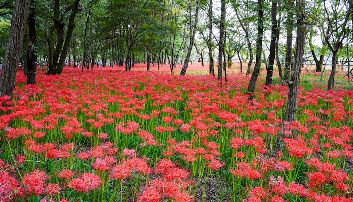 spider lilies at Kinchakuda