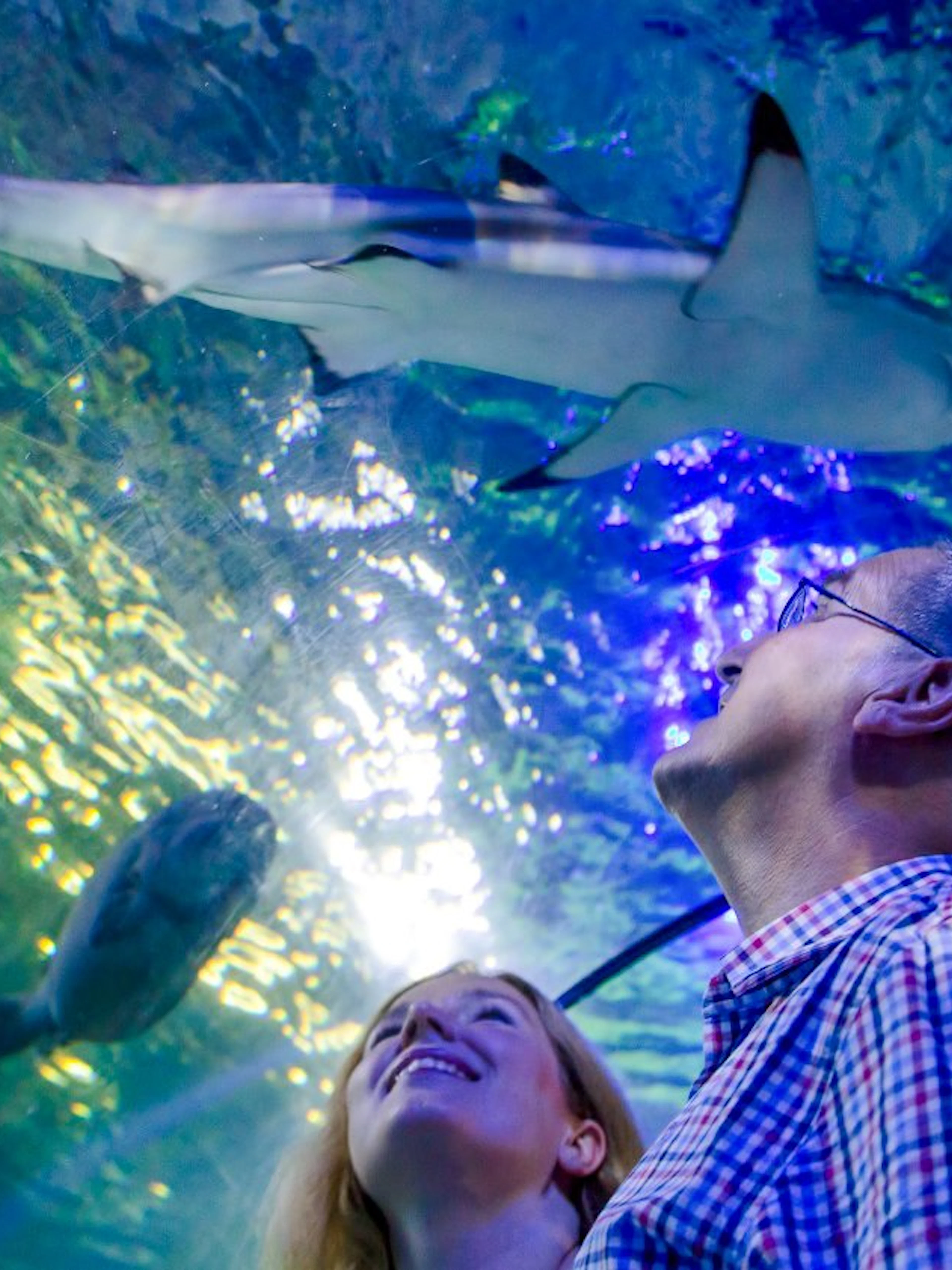 Visitors observing a shark swimming overhead at Sea Life Loch Lomond.