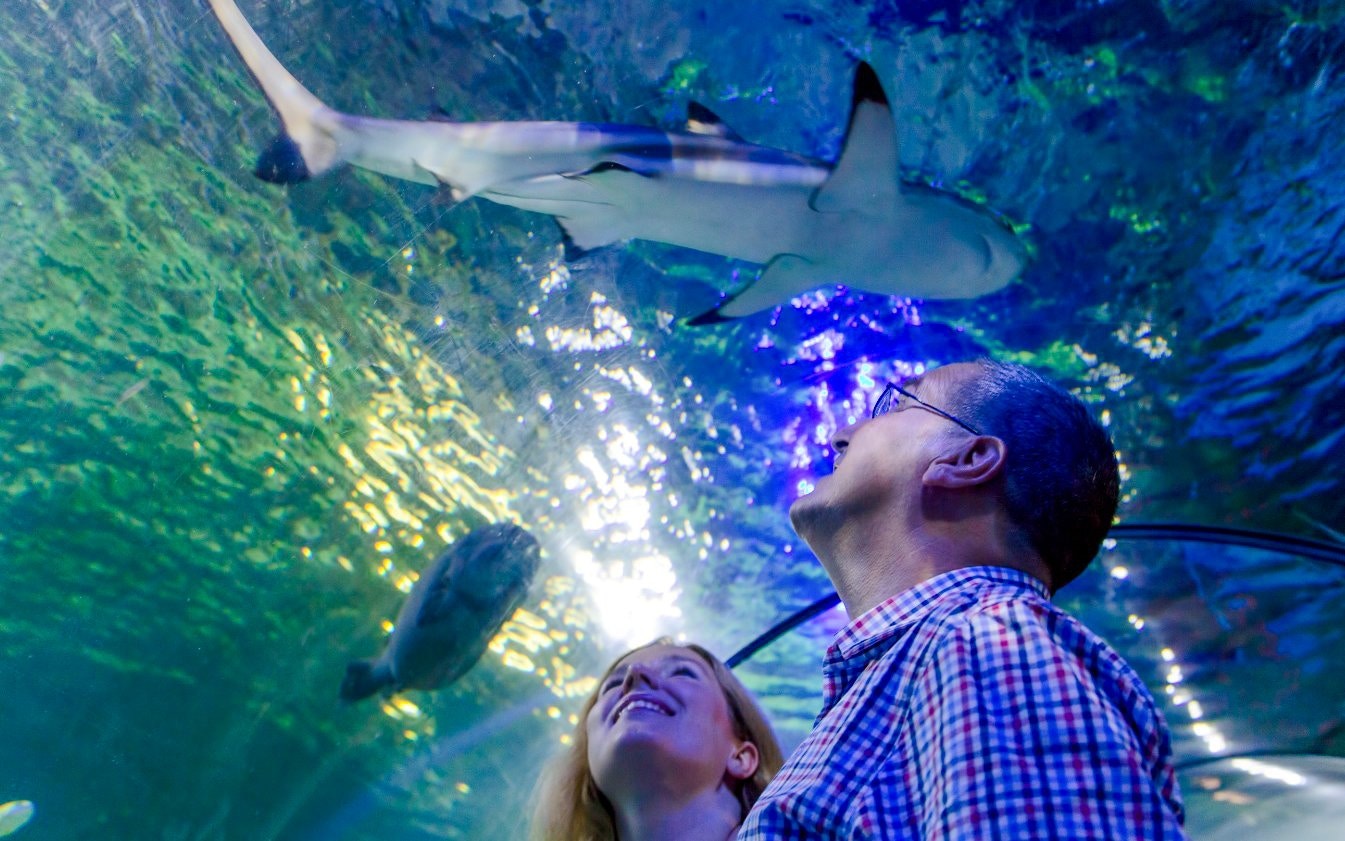 Visitors observing a shark swimming overhead at Sea Life Loch Lomond.