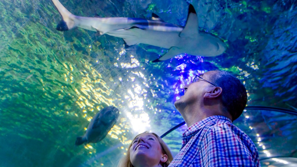 Visitors observing a shark swimming overhead at Sea Life Loch Lomond.