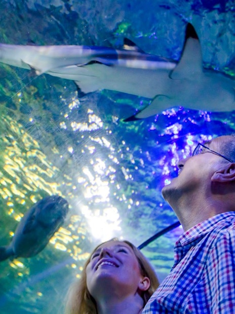 Visitors observing a shark swimming overhead at Sea Life Loch Lomond.