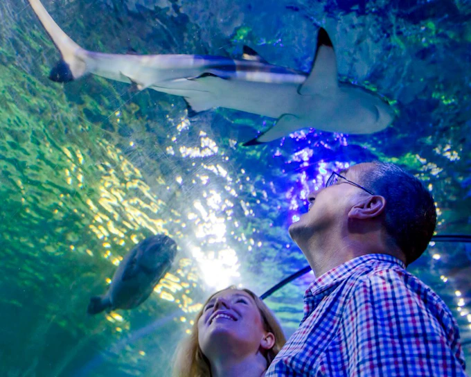 SEA LIFE Loch Lomond Standard Admission