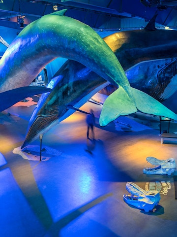 Whale models displayed at Whales of Iceland Museum exhibit.