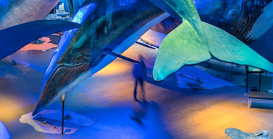 Whales of Iceland Museum