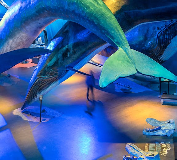 Whale models displayed at Whales of Iceland Museum exhibit.