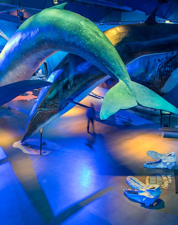 Whale models displayed at Whales of Iceland Museum exhibit.