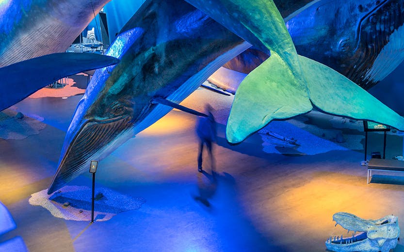 Whale models displayed at Whales of Iceland Museum exhibit.
