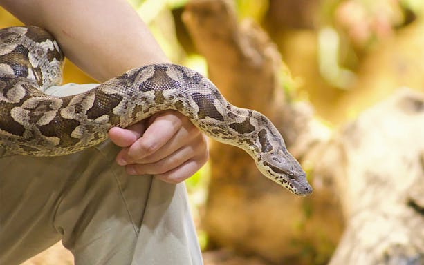 Python resting on a person's arm at Emirates Park Zoo.