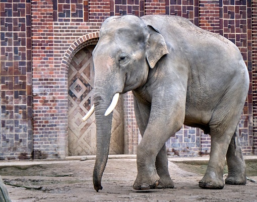 Asiatischer Elefant im Zoo Leipzig