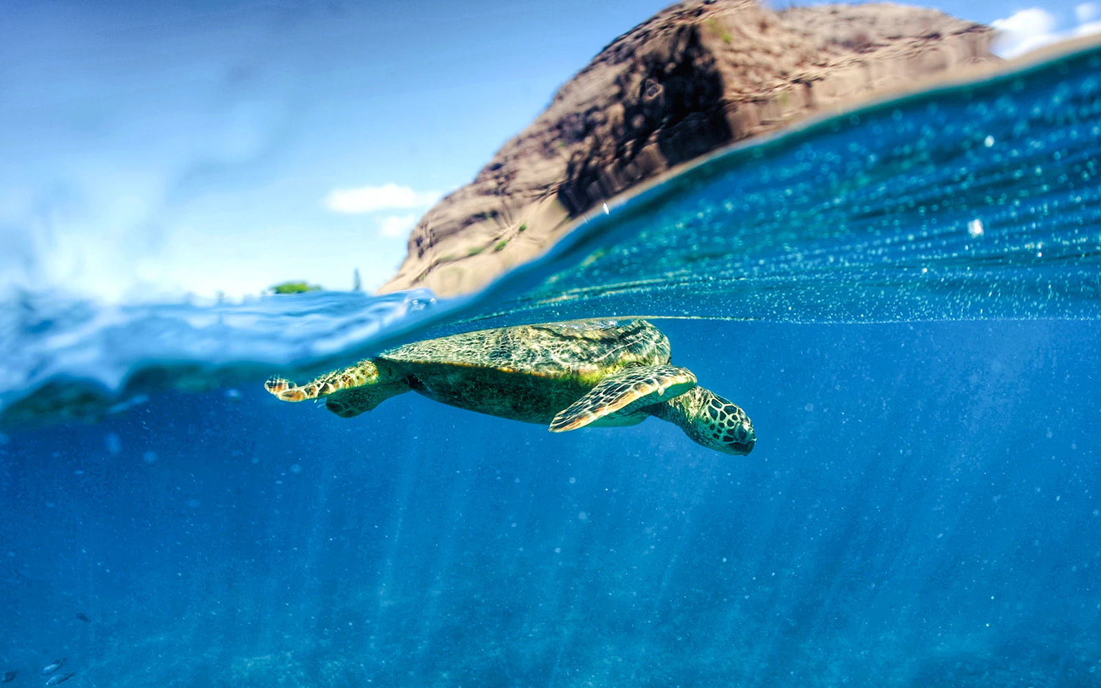 Wild Hawaiian green sea turtle swimming near the ocean surface.