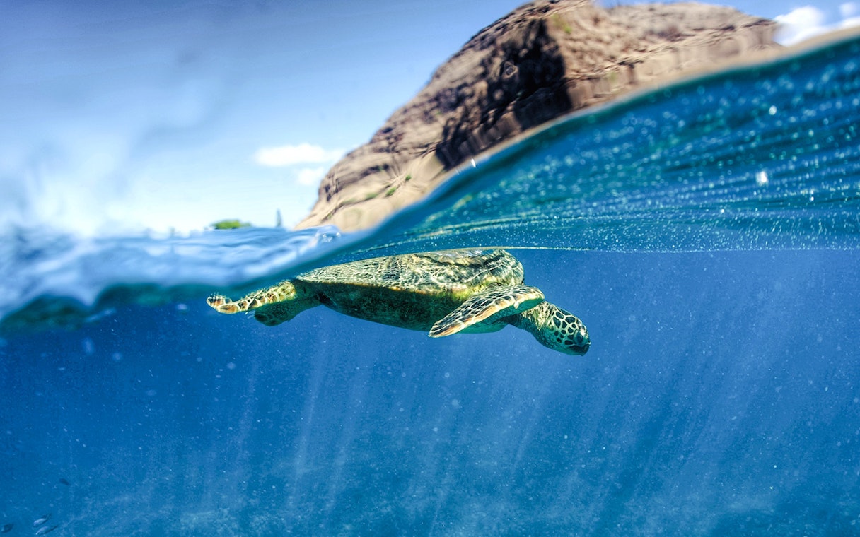Wild Hawaiian green sea turtle swimming near the ocean surface.