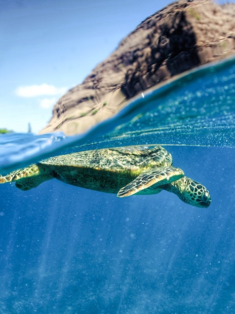 Wild Hawaiian green sea turtle swimming near the ocean surface.