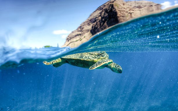 Wild Hawaiian green sea turtle swimming near the ocean surface.