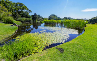 Pond with lily pads and surrounding meadow in Kirstenbosch Botanical Garden, Cape Town, South Africa.