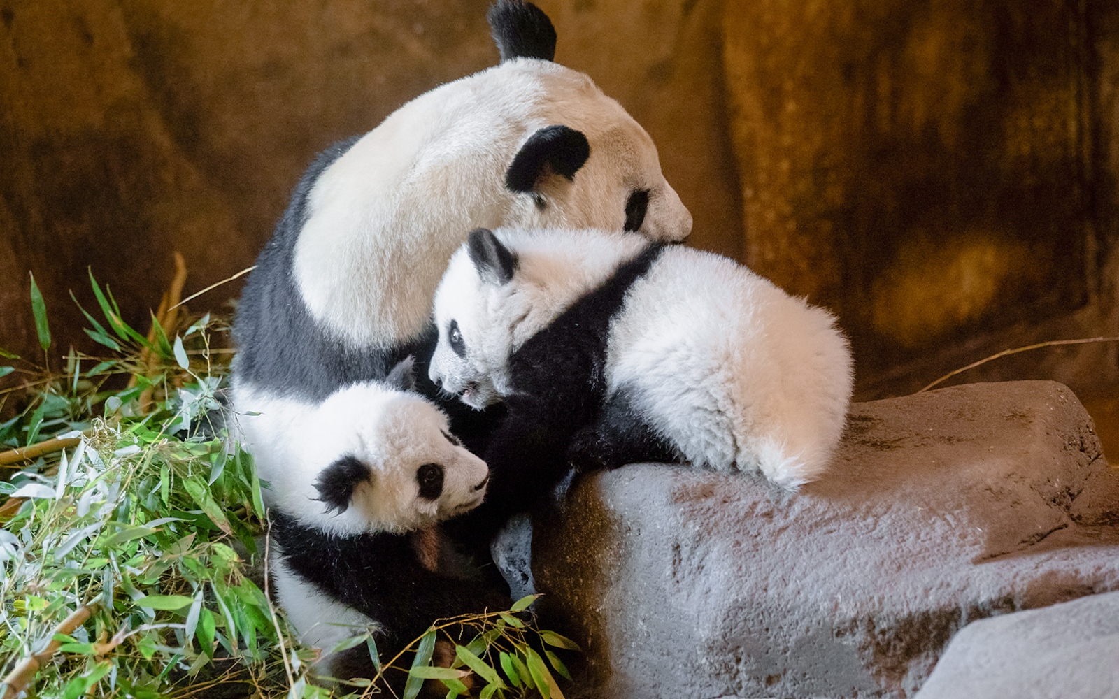 Giant panda with cubs on rocks at Madrid Zoo.