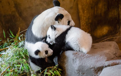 Giant panda with cubs on rocks at Madrid Zoo.