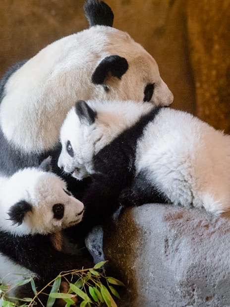 Giant panda with cubs on rocks at Madrid Zoo.