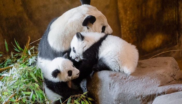 Giant panda bear with her cubs - Ueno Zoo