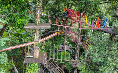 Hanging bridges in Pong Yang Jungle Coaster & Zipline amidst lush forest.