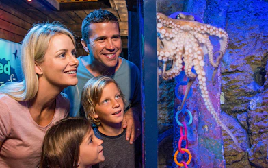Family observing an octopus at SEA LIFE Sunshine Coast aquarium.
