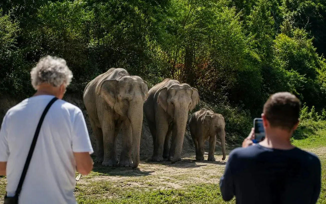 Tourists observing elephants in a natural setting during Phuket Private Highlights Tour.