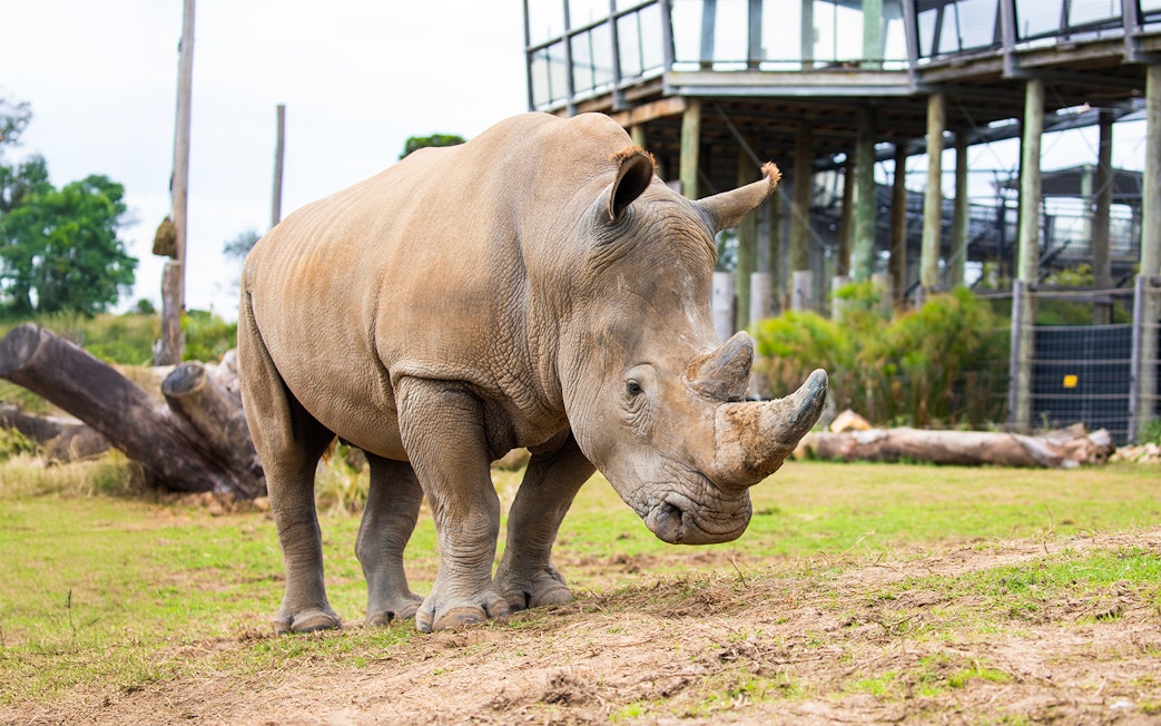 Rhinoceros grazing at Sydney Zoo enclosure.