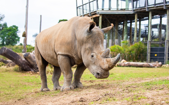 Rhinoceros grazing at Sydney Zoo enclosure.