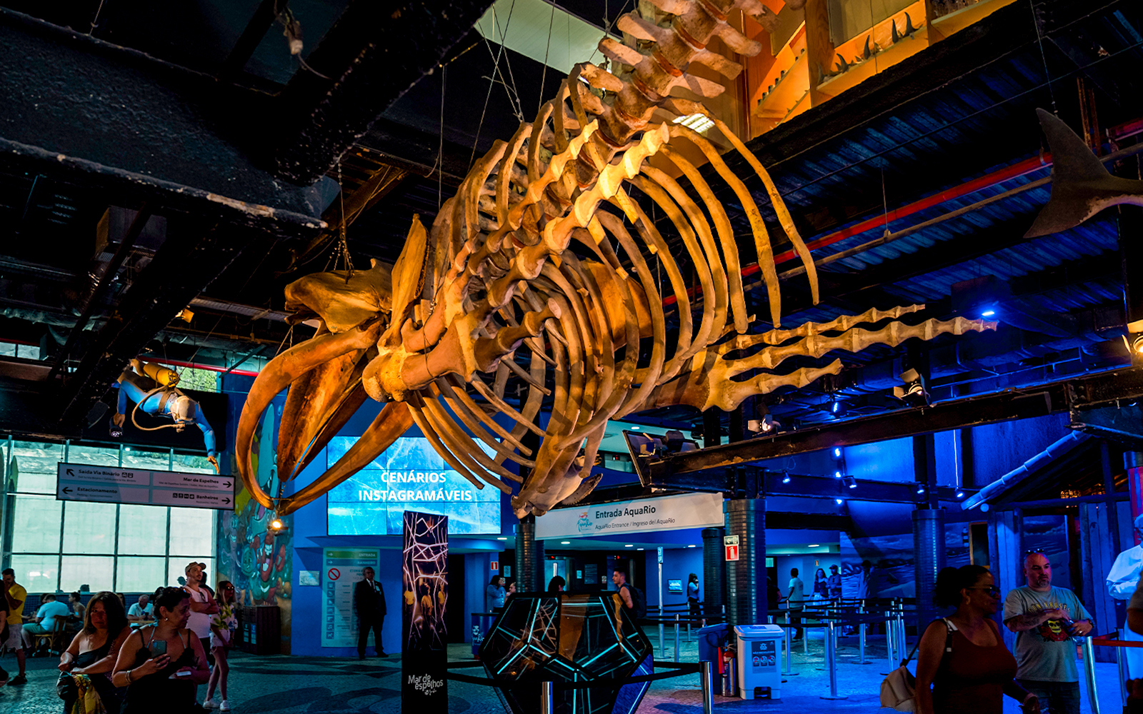 Skeleton of a large marine animal suspended inside AquaRio aquarium in Rio de Janeiro.