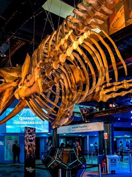 Skeleton of a large marine animal suspended inside AquaRio aquarium in Rio de Janeiro.