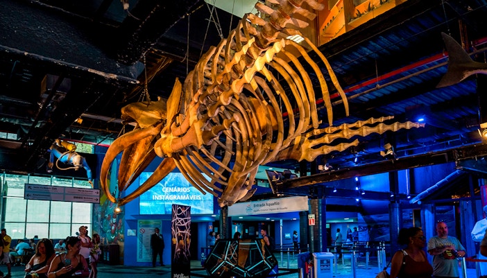 Skeleton of a large marine animal suspended inside AquaRio aquarium in Rio de Janeiro.