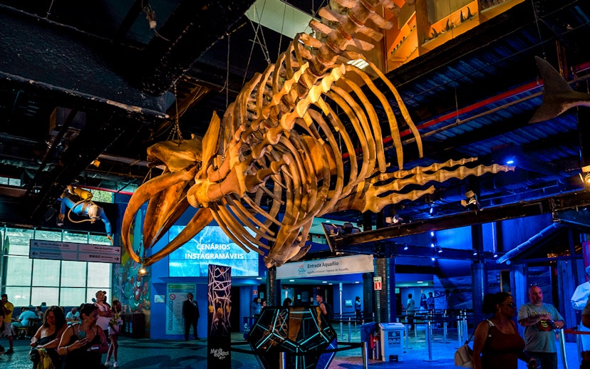 Skeleton of a large marine animal suspended inside AquaRio aquarium in Rio de Janeiro.